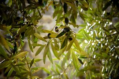 olives-789140_1920